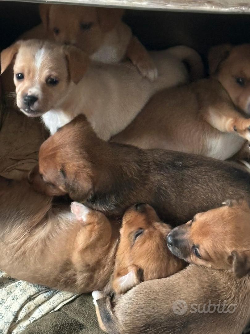 Mens Unisex Adult Shuby Doo Dog Novelty Fun Dog Slippers Funny - Foto 12