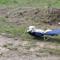 Siamo tre cuccioli di taglia medio /grande