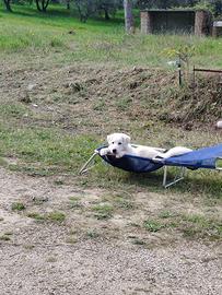 Siamo tre cuccioli di taglia medio /grande