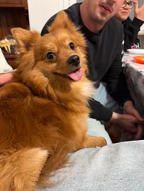 Cane maschio per monta, razza spitz tedesca