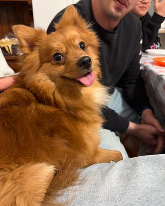 Cane maschio per monta, razza spitz tedesca