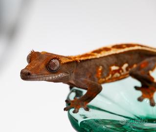 Geco ciliatus
