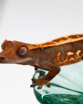 Geco ciliatus