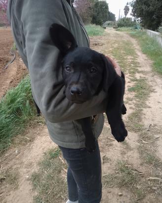 Labrador cucciola