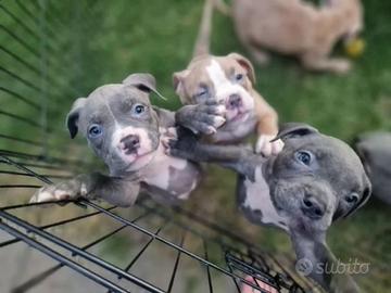 American Bully