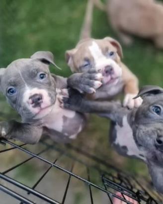American Bully