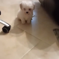 Cuccioli di Barboncino