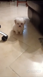 Cuccioli di Barboncino