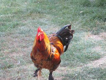 Gallo