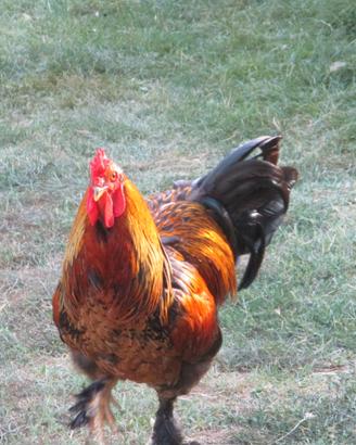 Gallo