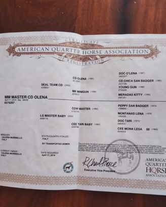 Olena cavalla Quarte horse con origini americane