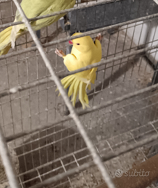 Pappagalli parrocchetto dal collare