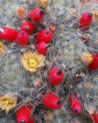 3 polloni di cactus Mammillaria prolifera