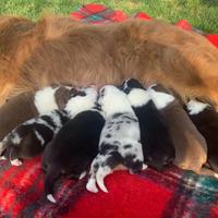 Vendita cuccioli pastore australiano