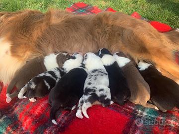 Vendita cuccioli pastore australiano