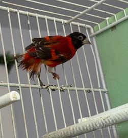 Cardinalini del Venezuela