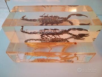 SCORPIONE NERO REALE COLLEZIONE 