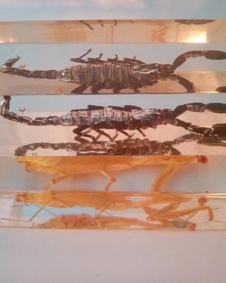 SCORPIONE NERO REALE COLLEZIONE 