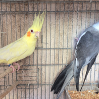 Calopsite, inseparabili, cocorite, Pappagalli