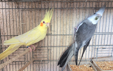 Calopsite, inseparabili, cocorite, Pappagalli