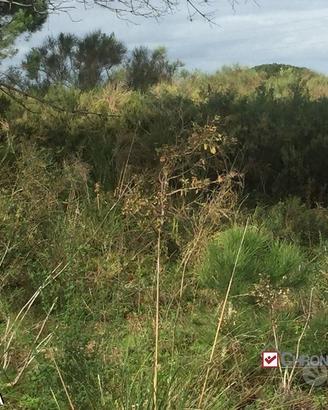 Terreno a Castanea Rif.MFE-5493
