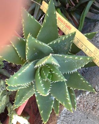 Pianta grassa sottospecie aloe