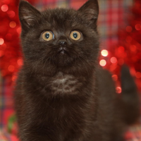 Gattini ScottishFold e Scottish Straight