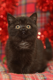 Gattini ScottishFold e Scottish Straight