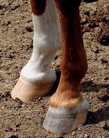 Stallatico letame cavalli