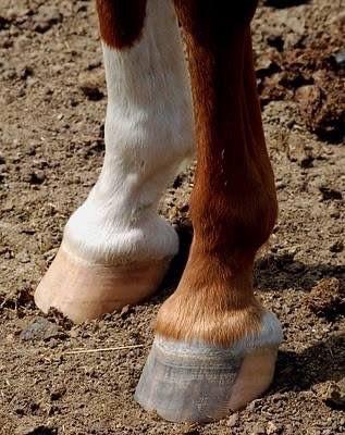 Stallatico letame cavalli