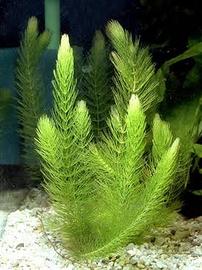 Piante Acquatiche  S.cambio 