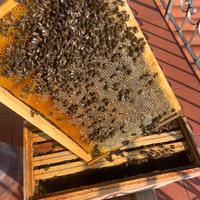 Ape nera Sicula sciame