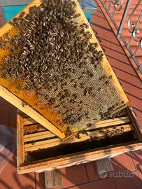 Ape nera Sicula sciame