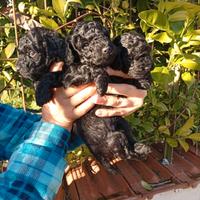 Cuccioli di barboncini toy