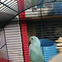 Parrocchetto dal collare allevato a mano