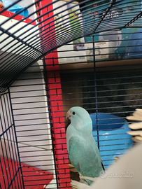 Parrocchetto dal collare allevato a mano