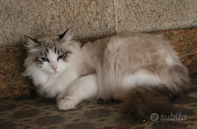 Ragdoll femmina adulti