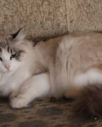 Ragdoll femmina adulti