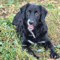 Luce cucciola in adozione gratuita