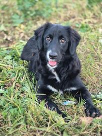 Luce cucciola in adozione gratuita