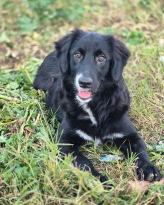 Luce cucciola in adozione gratuita