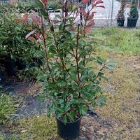 photinia red robin 80+cm ;vaso 10 litri