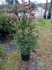 photinia red robin 80+cm ;vaso 10 litri