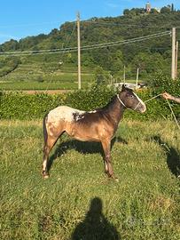 Puledro Appaloosa