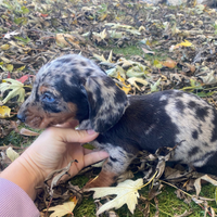 Cuccioli di bassotto nano