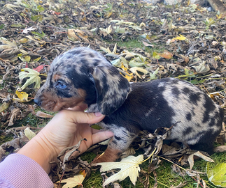 Cuccioli di bassotto nano