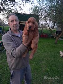 Cucciolo di Cocker Spaniel "Totozzo"