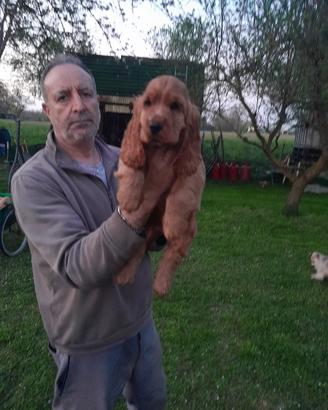 Cucciolo di Cocker Spaniel "Totozzo"