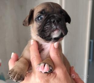 Bulldog 