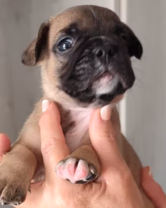 Bulldog 